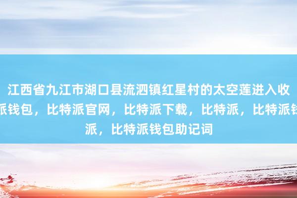 江西省九江市湖口县流泗镇红星村的太空莲进入收获季比特派钱包，比特派官网，比特派下载，比特派，比特派钱包助记词